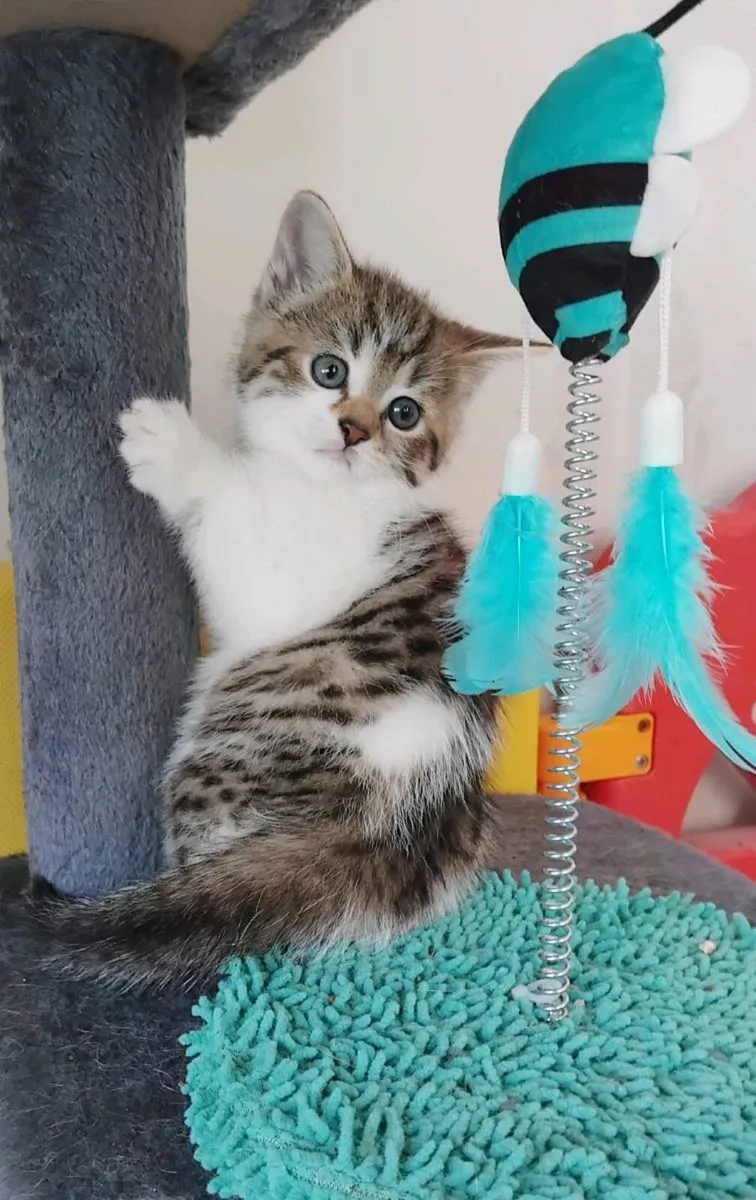 Scottish fold and straights🥰 - Image 1