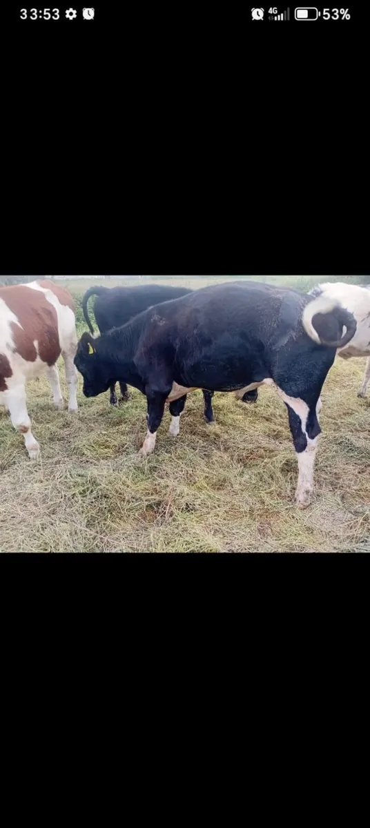 7 weanling bulls a mix of Sh, AA, SI, B - Image 1