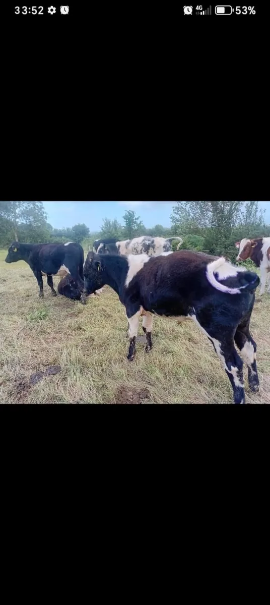 7 weanling bulls a mix of Sh, AA, SI, B - Image 2