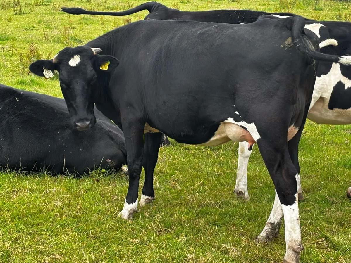 Two freshly calved heifers - Image 1