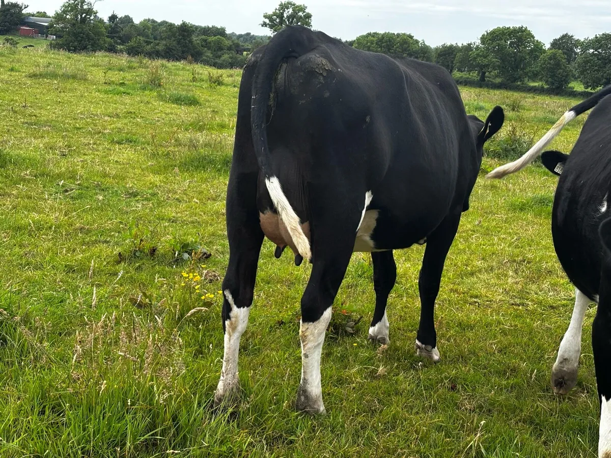 Two freshly calved heifers - Image 2