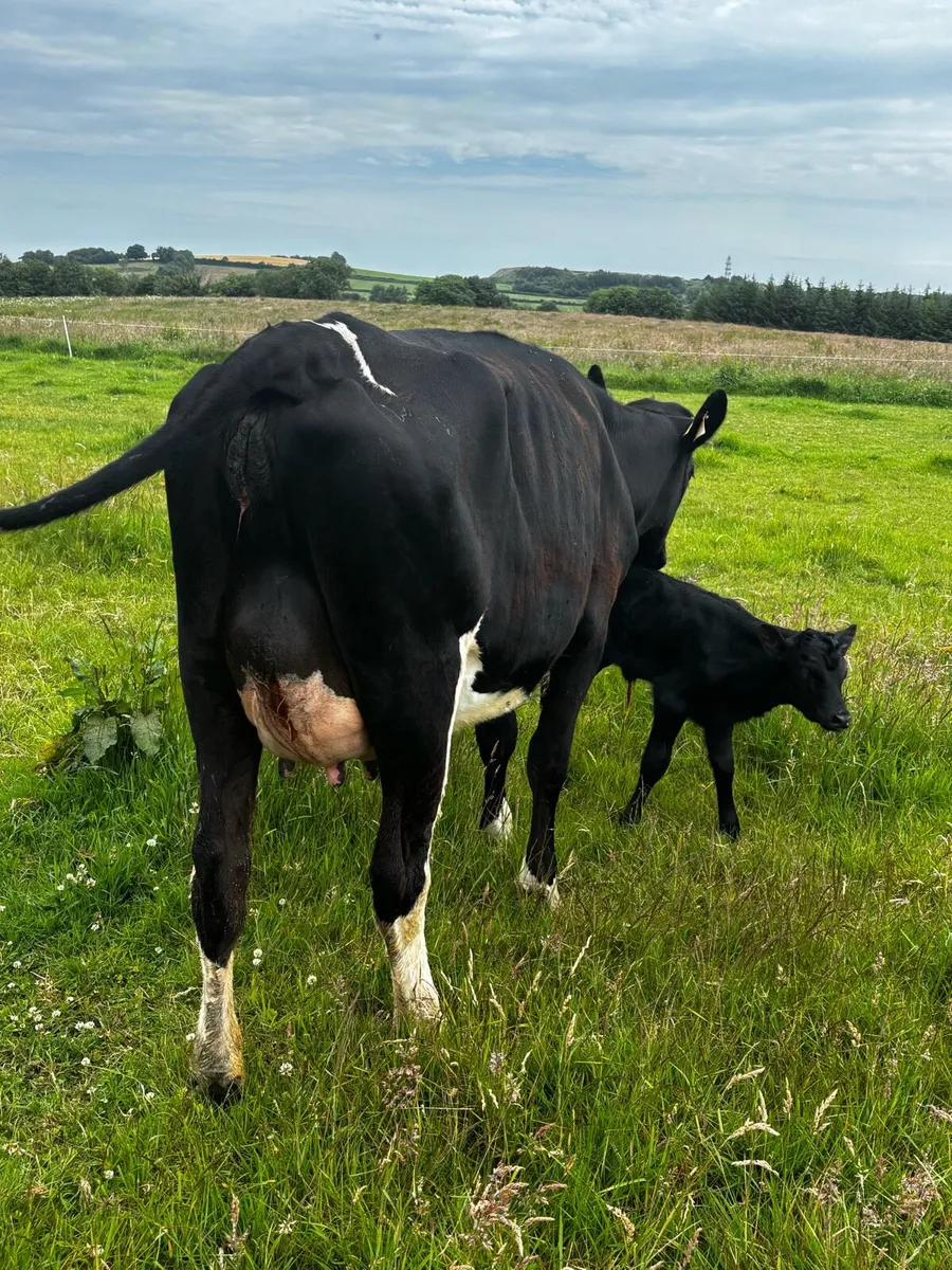 Two freshly calved heifers - Image 3