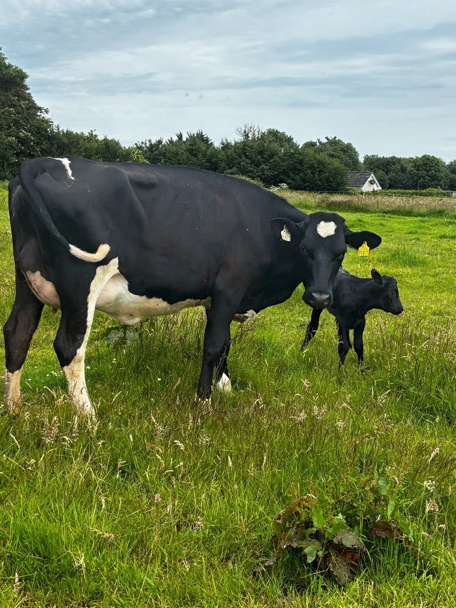 Two freshly calved heifers - Image 4