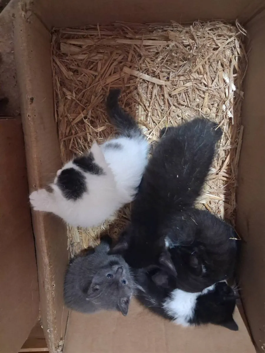 Kittens - Image 1