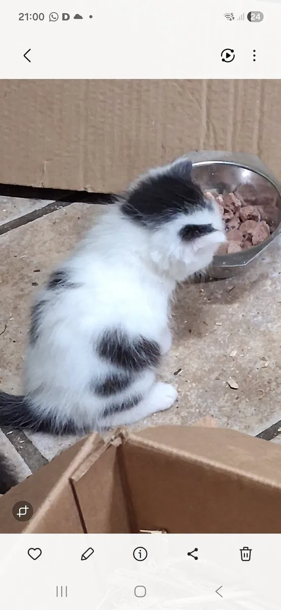 Kittens - Image 2