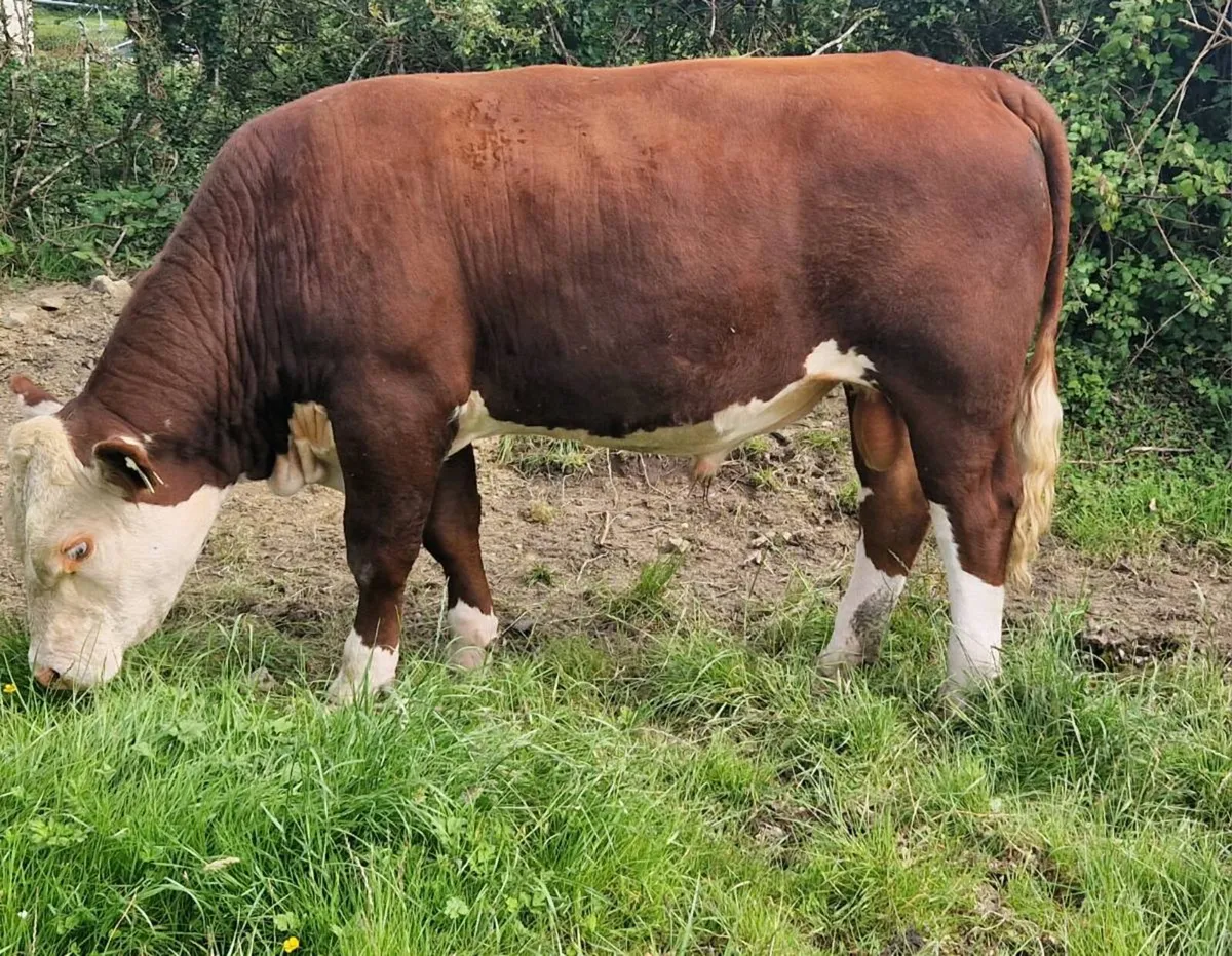 Hereford Polled bulls - Image 1