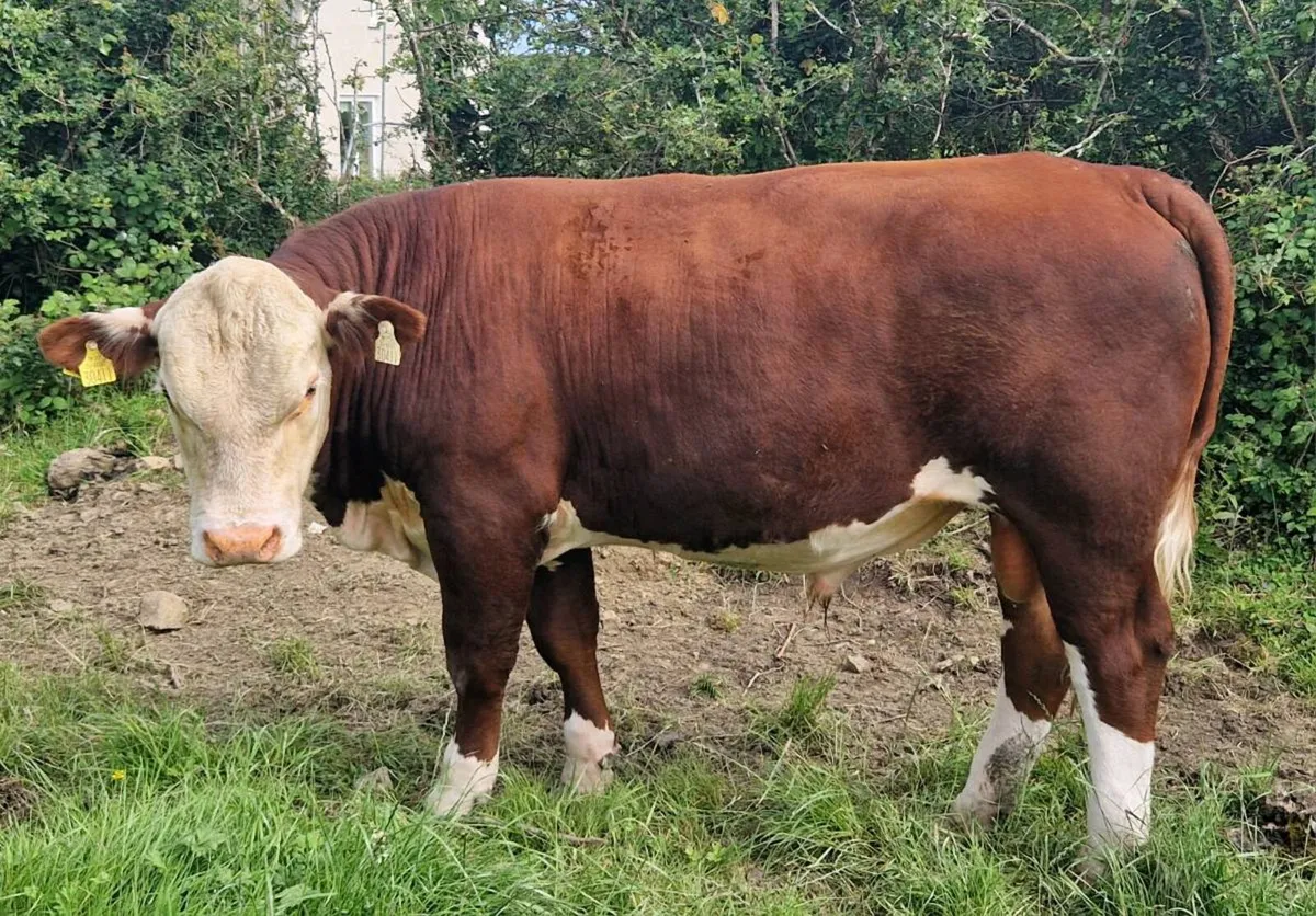 Hereford Polled bulls - Image 2