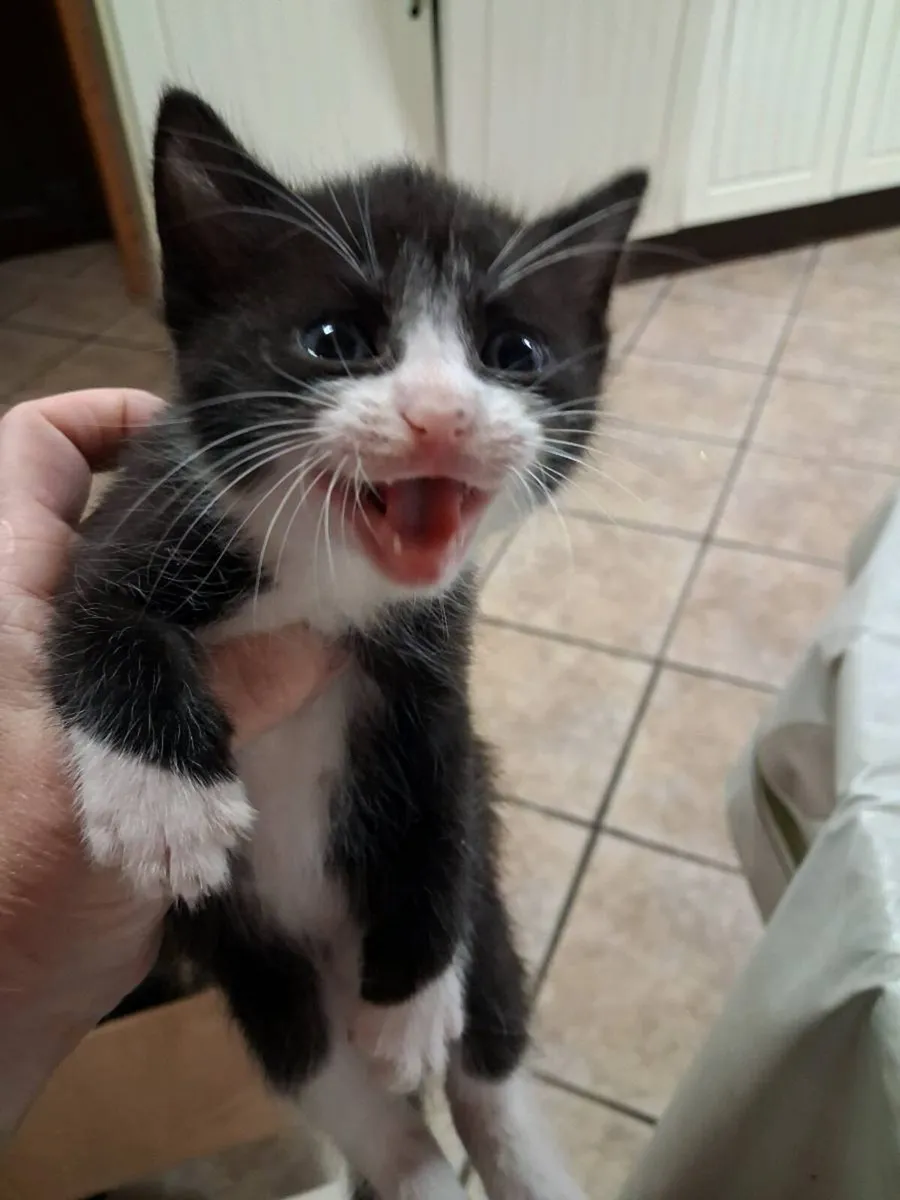 Kittens - Image 3