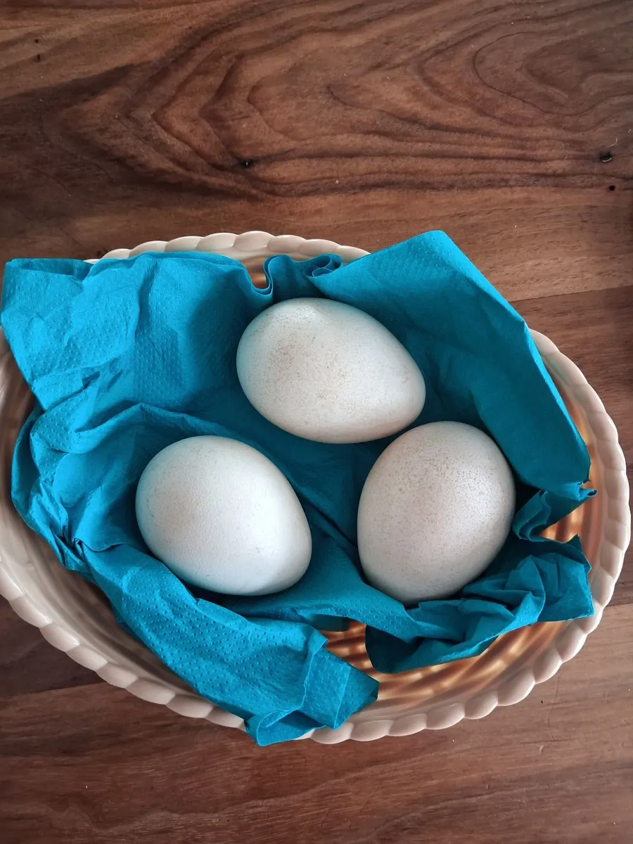 Roosters seeking a home and 3 Peacock Eggs - Image 3