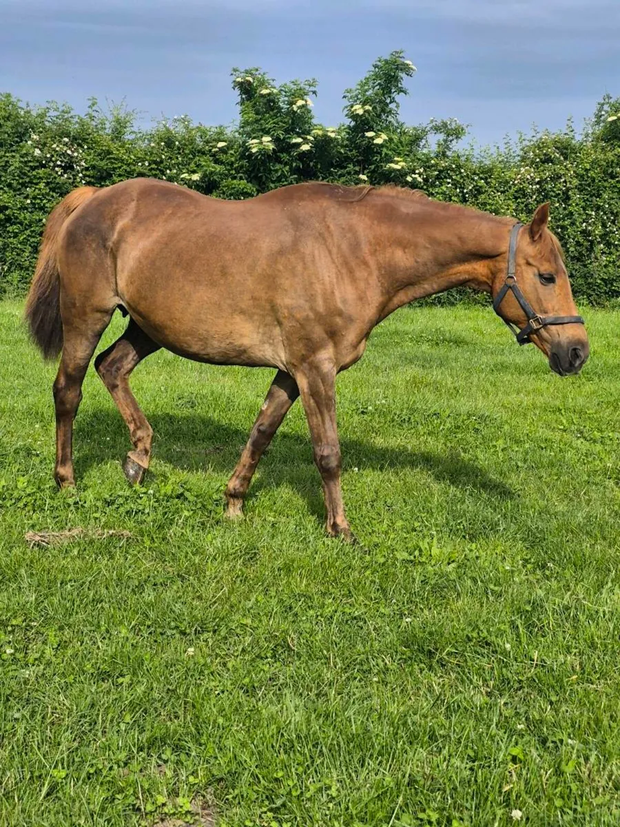 Broodmare in foal to Jorado - Image 1