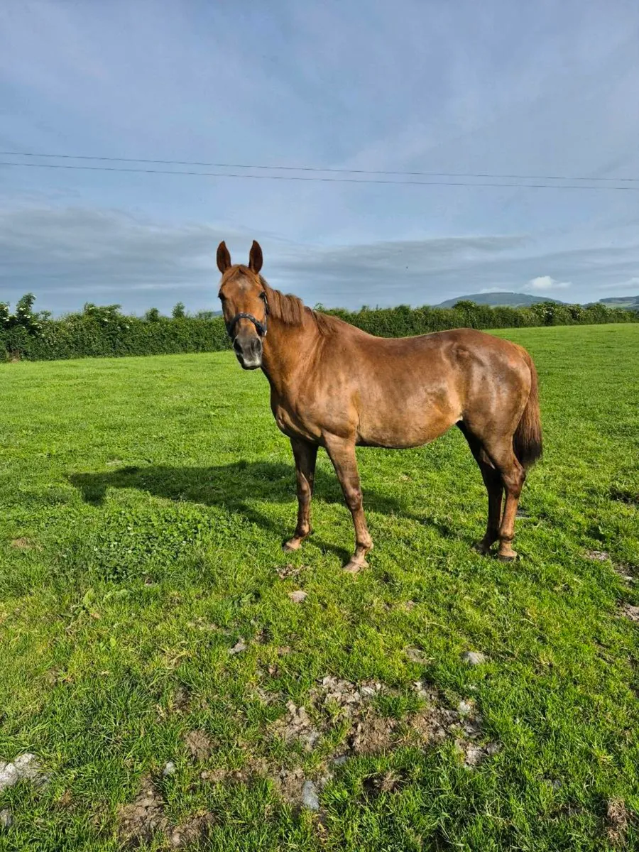 Broodmare in foal to Jorado - Image 4