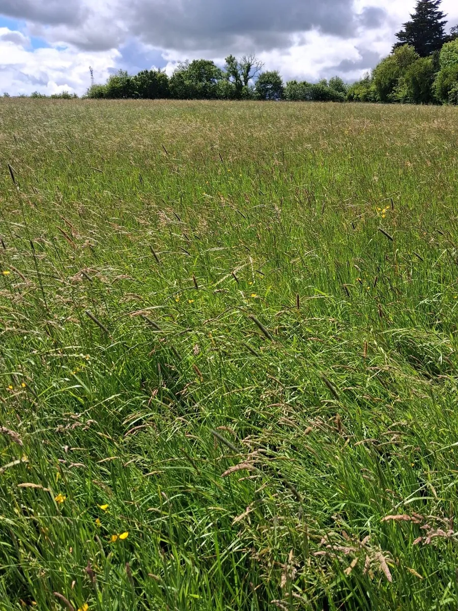 37 Acres Meadow - Image 2