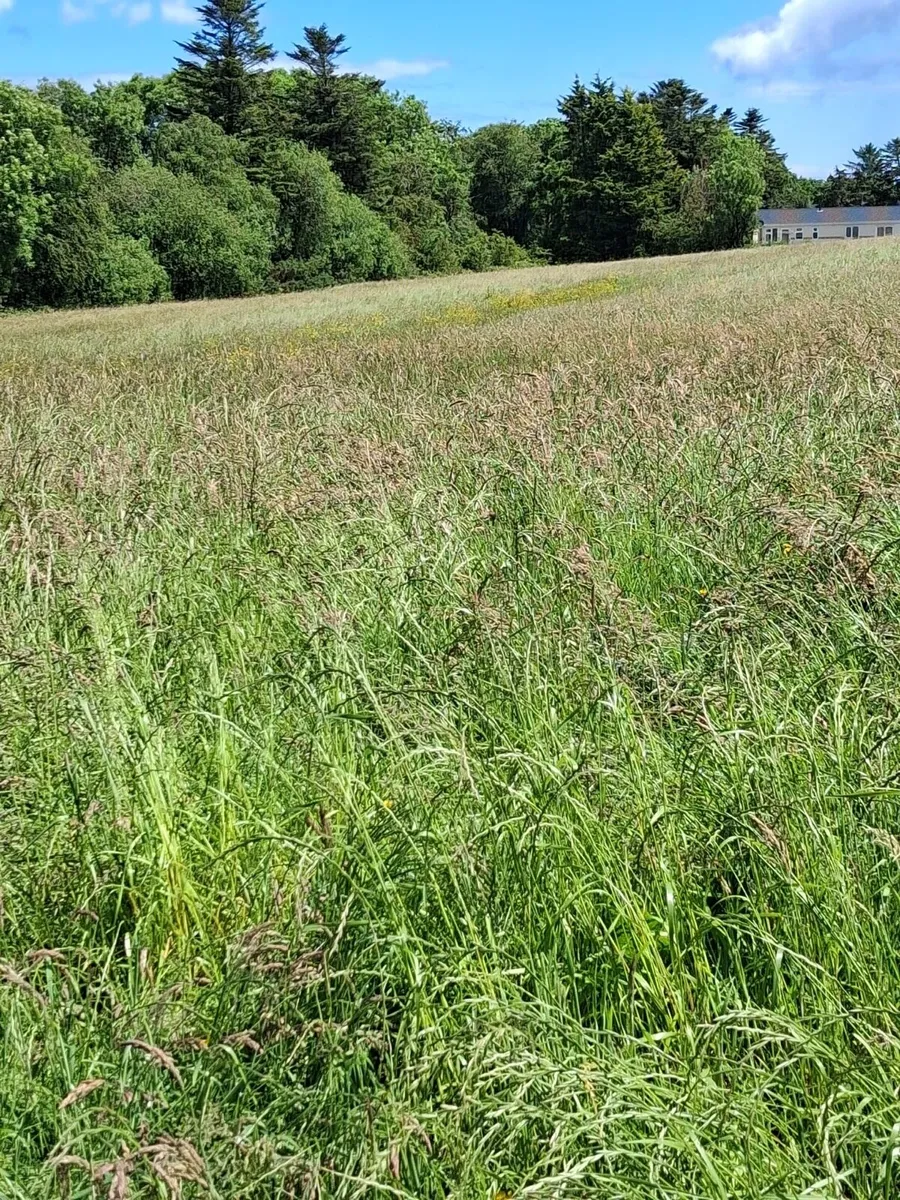 37 Acres Meadow - Image 4
