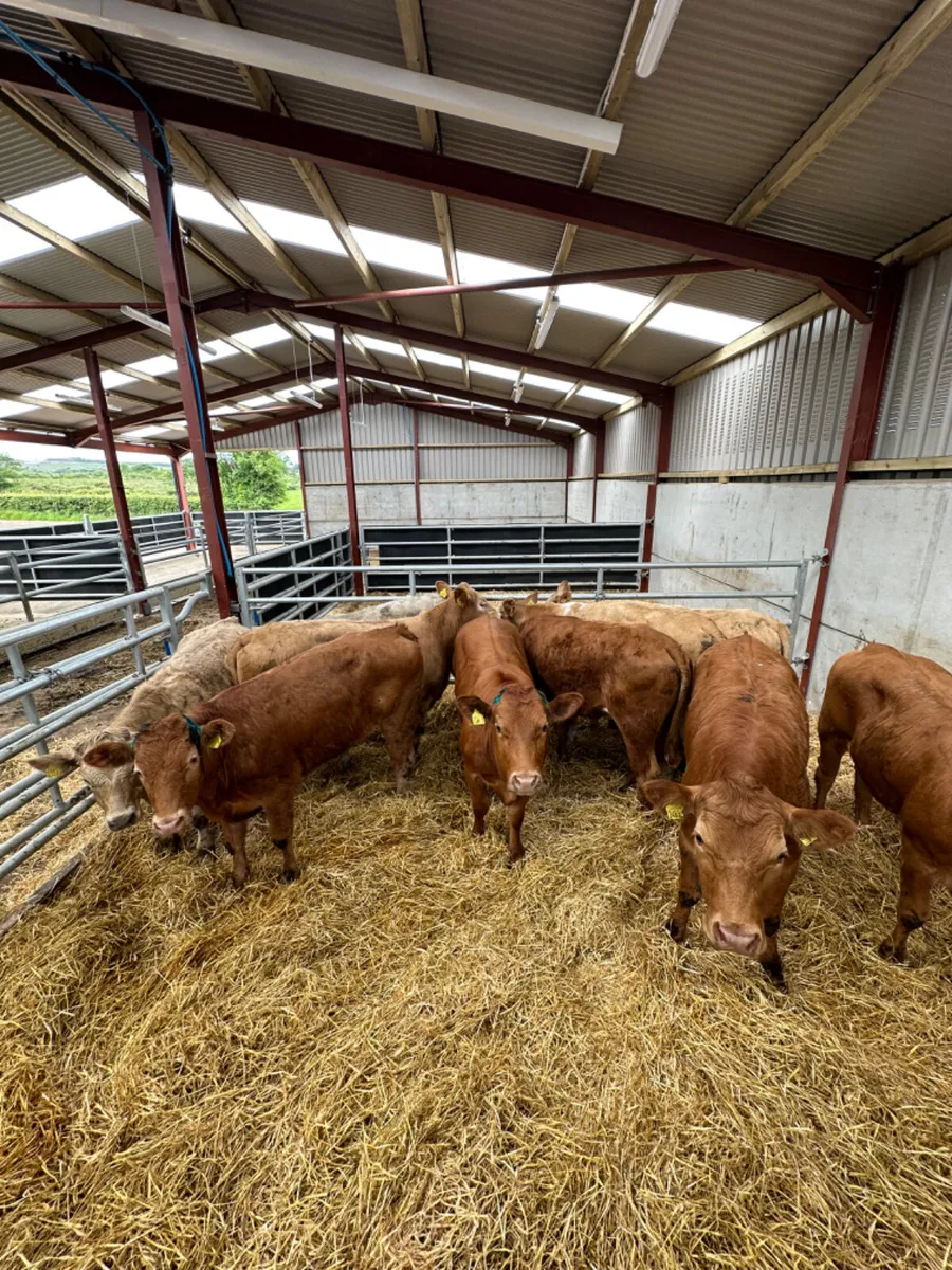 Lim and Charolais store heifers - Image 3