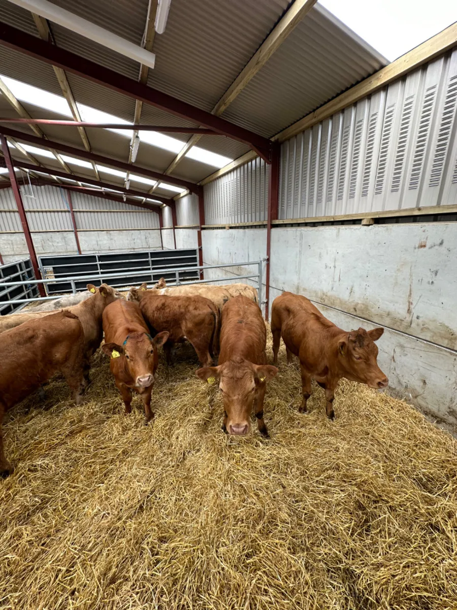 Lim and Charolais store heifers - Image 2