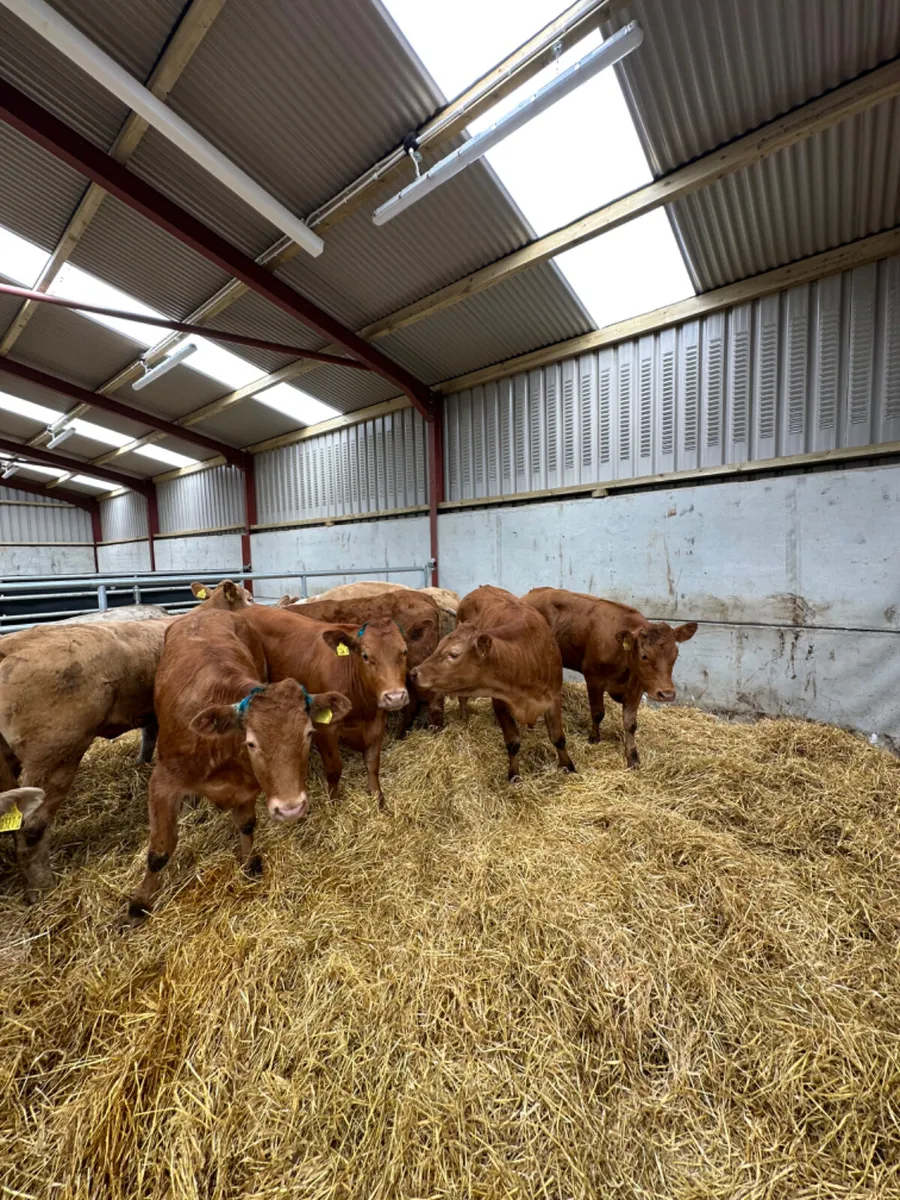 Lim and Charolais store heifers - Image 4