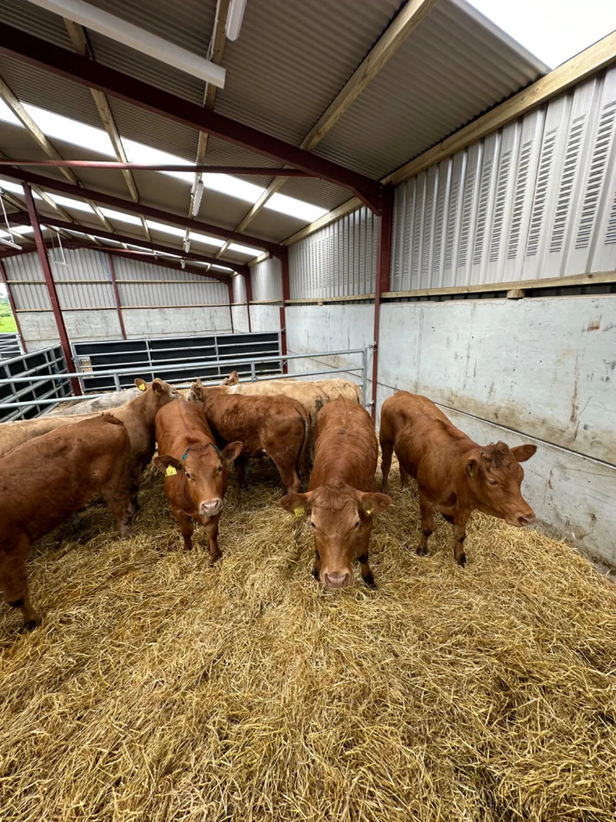 Lim and Charolais store heifers - Image 1