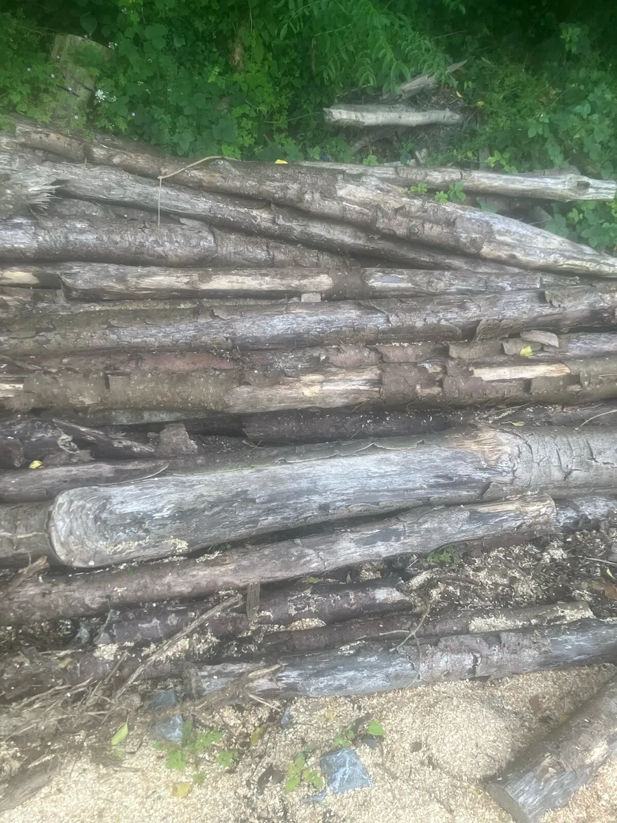 Firewood - Image 3