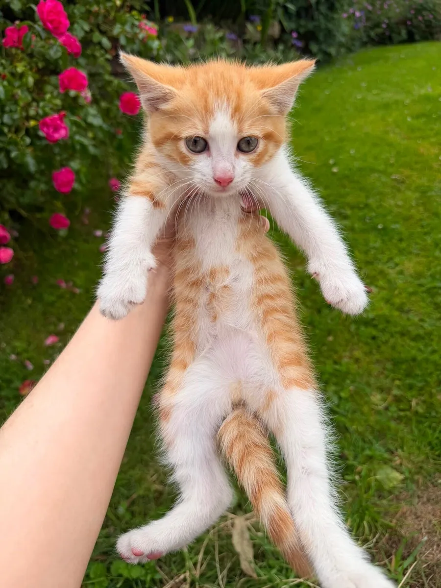 Kittens - Image 1