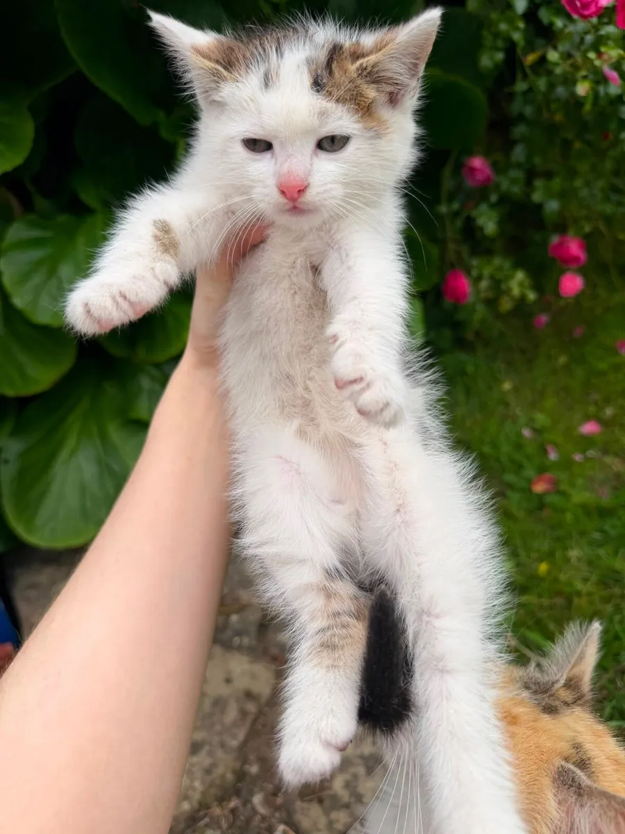 Kittens - Image 2