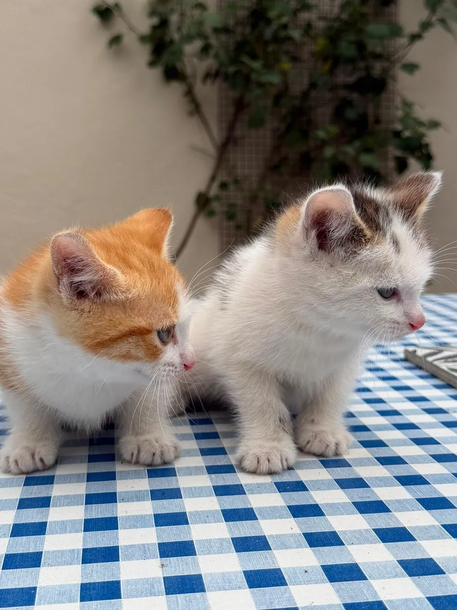 Kittens - Image 4