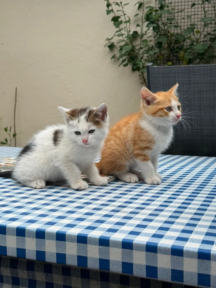 Kittens - Image 3