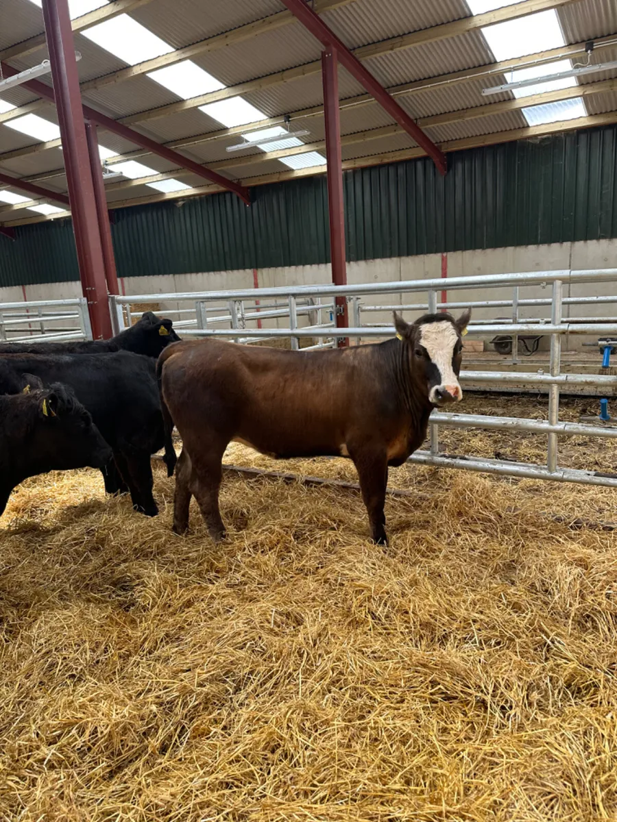 Heifers - Image 3