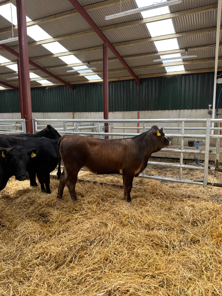 Heifers - Image 1