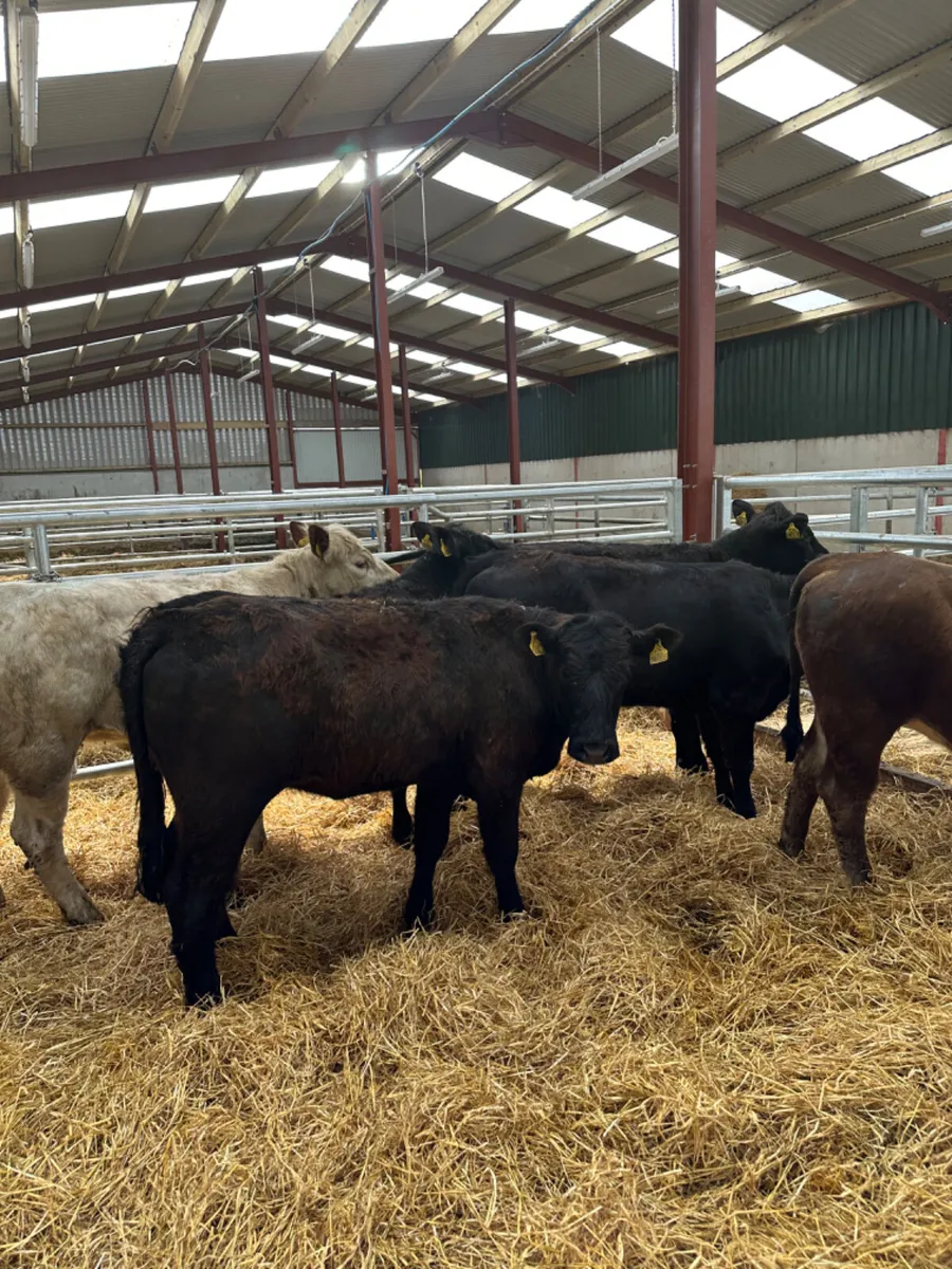 Heifers - Image 2