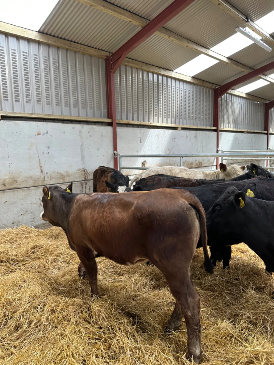 Heifers - Image 4