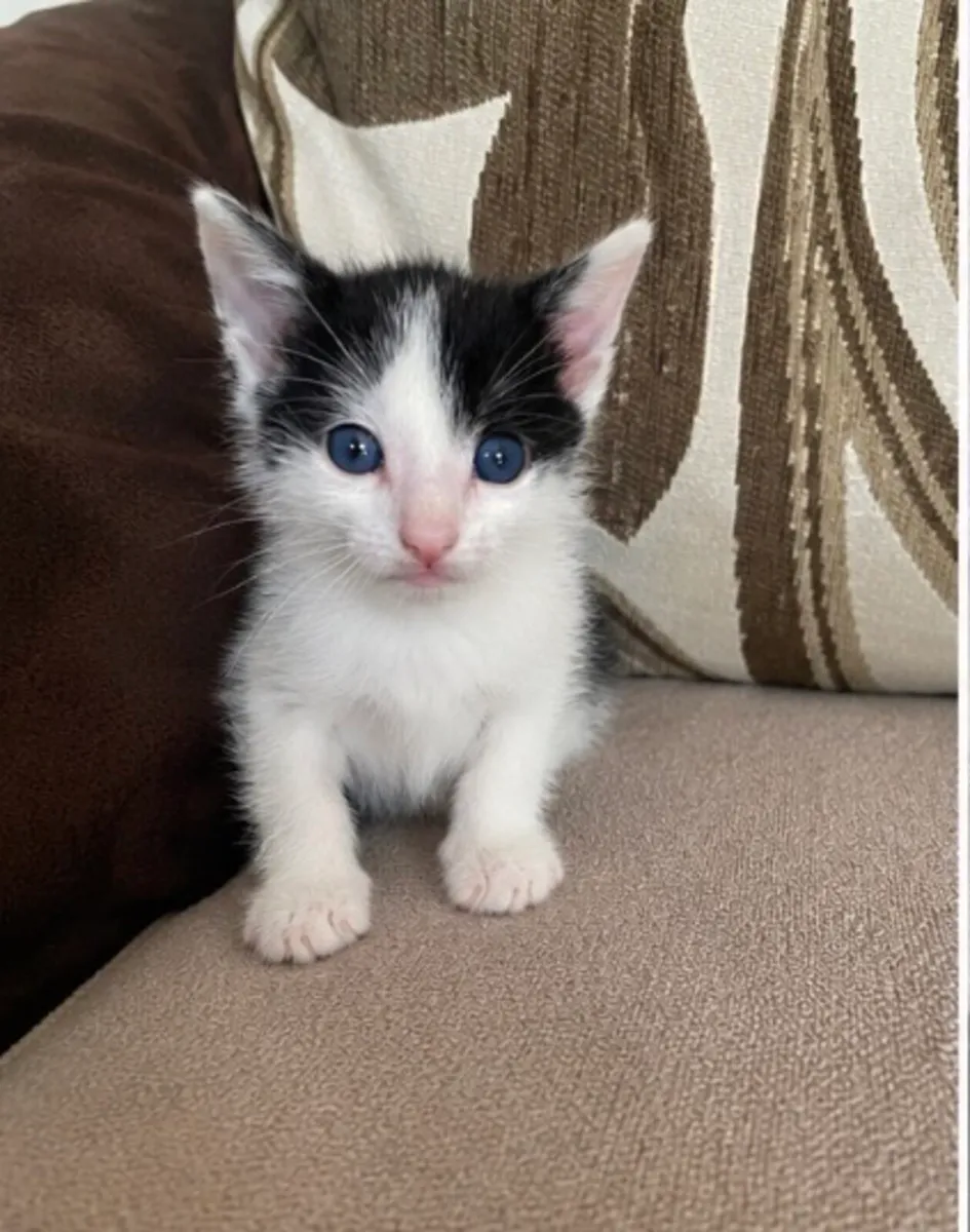 Black and white kitten - Image 2
