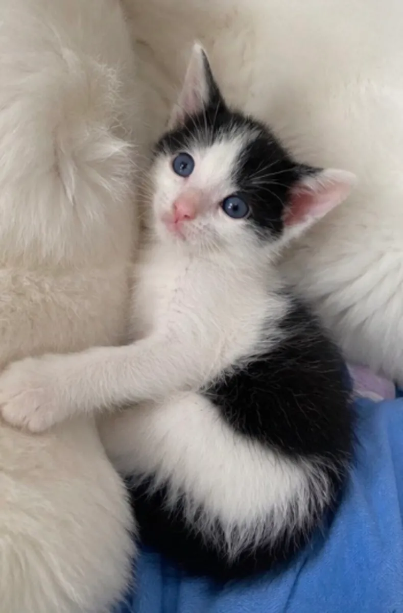 Black and white kitten - Image 3