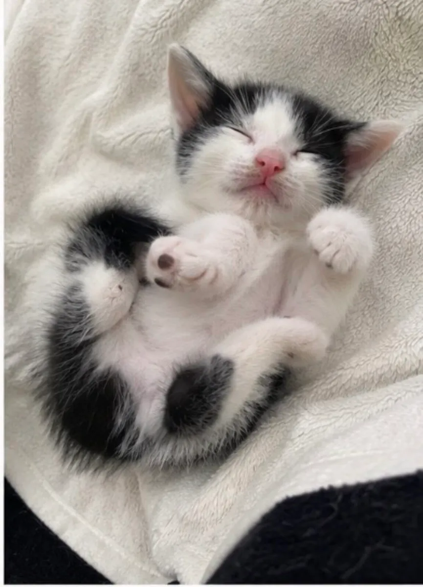 Black and white kitten - Image 1