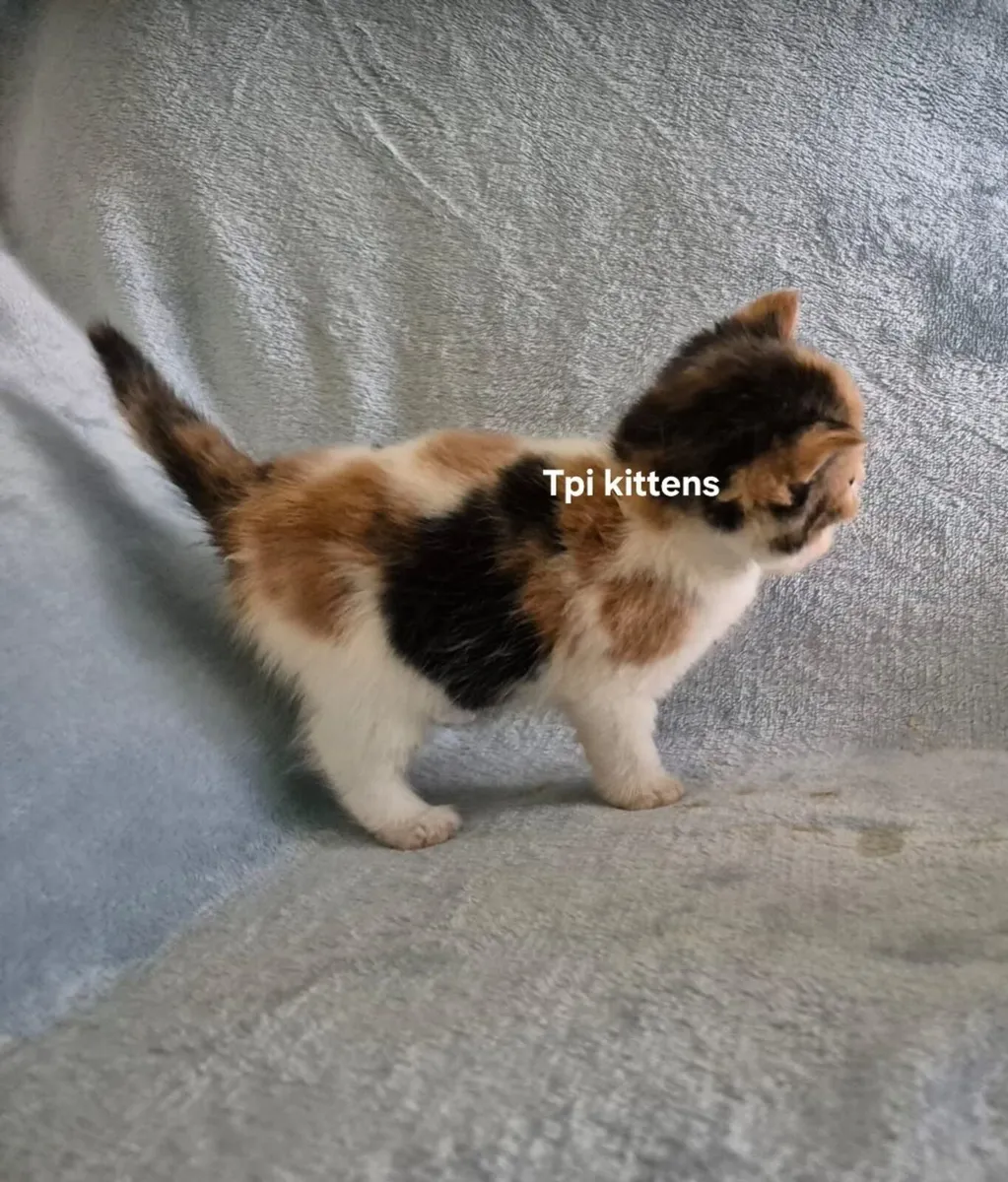 Scottish Fold & Straight Kittens - Image 3