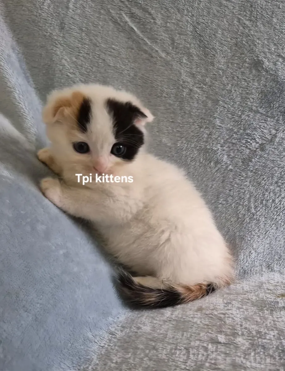 Scottish Fold & Straight Kittens - Image 2