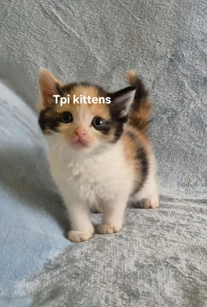 Scottish Fold & Straight Kittens**ONLY 2 LEFT** - Image 2