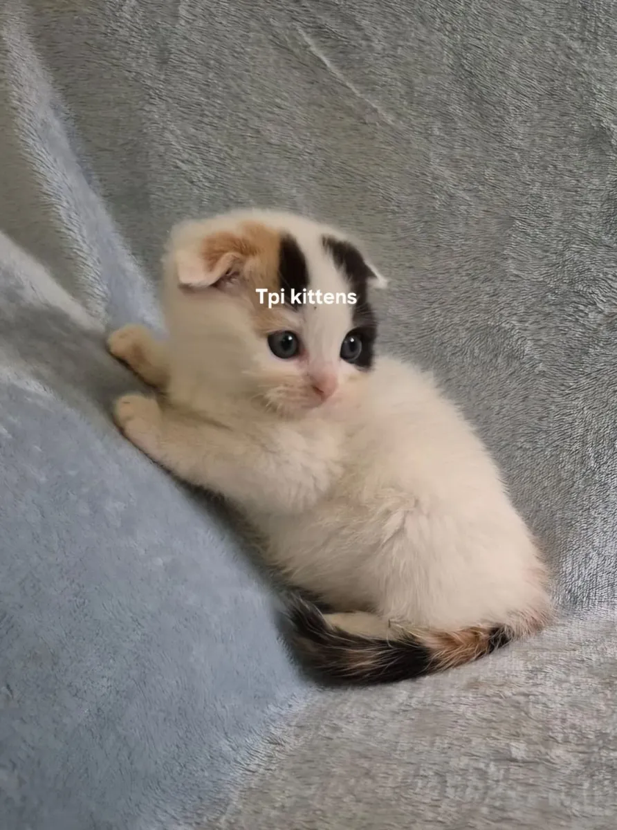 Scottish Fold & Straight Kittens - Image 4