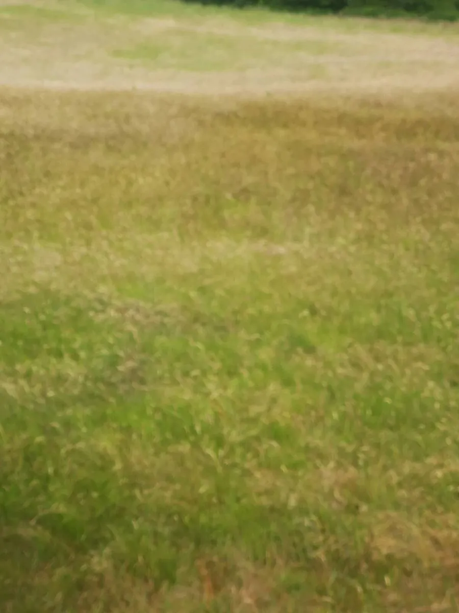 Hay / haylage/ silage