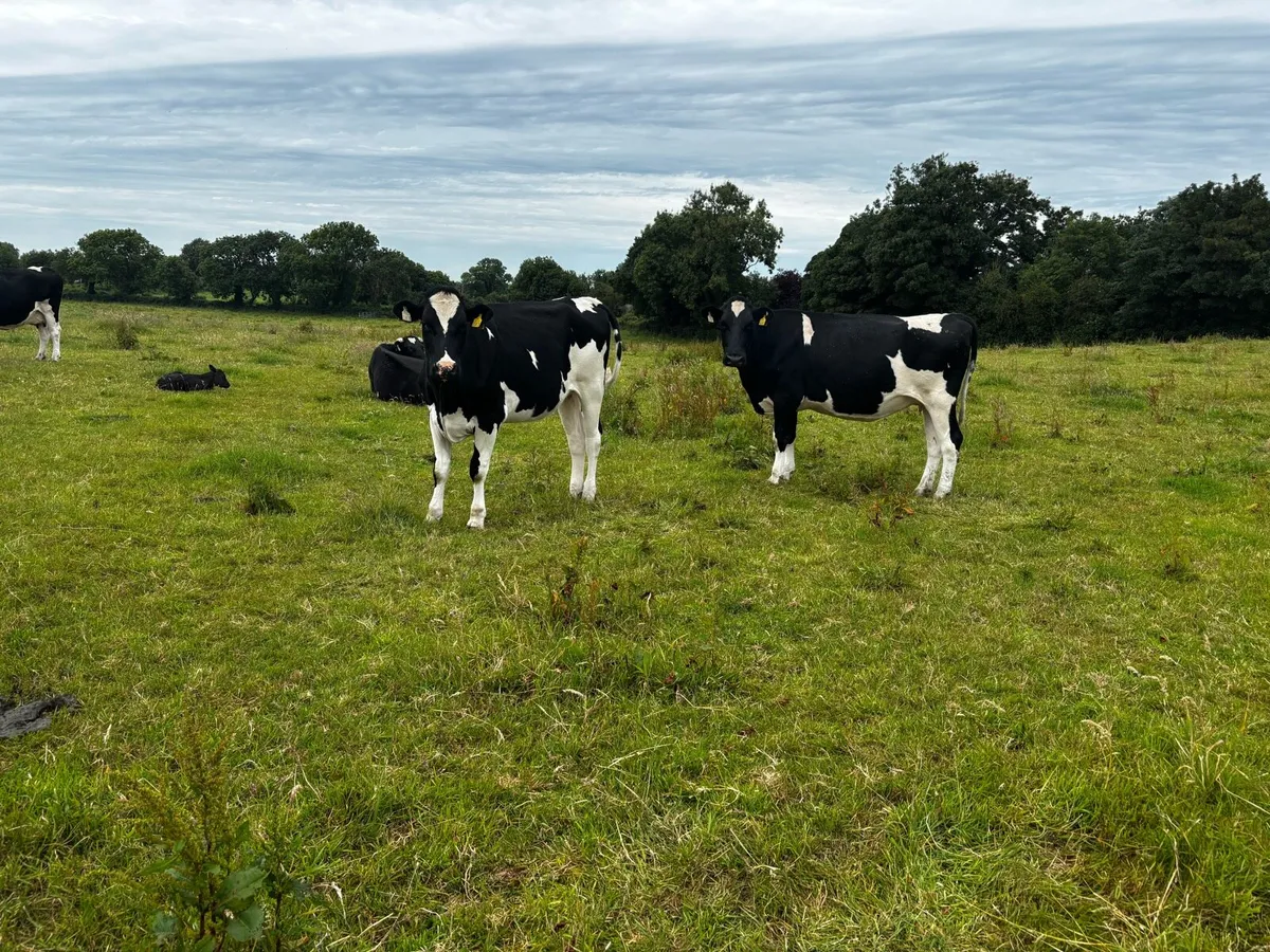 Late Summer/Autumn Calvers - Image 1