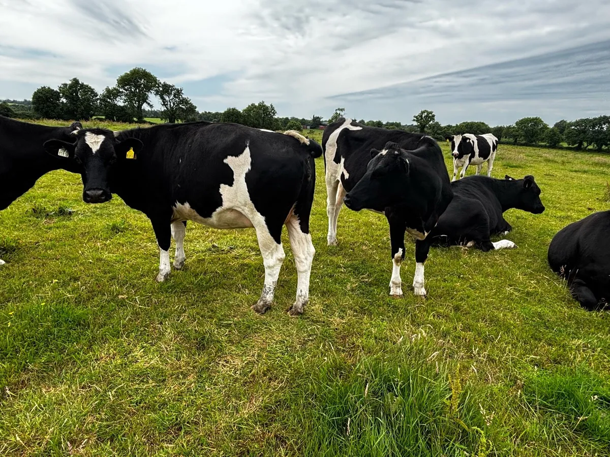 Late Summer/Autumn Calvers - Image 2