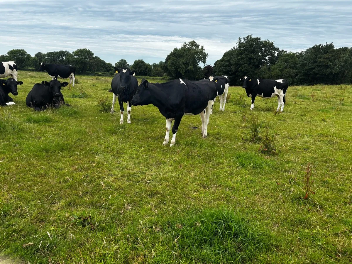 Late Summer/Autumn Calvers - Image 3