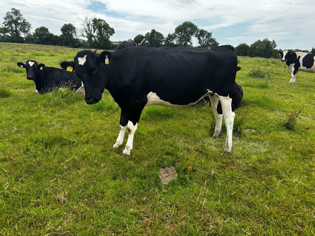 Late Summer/Autumn Calvers - Image 4
