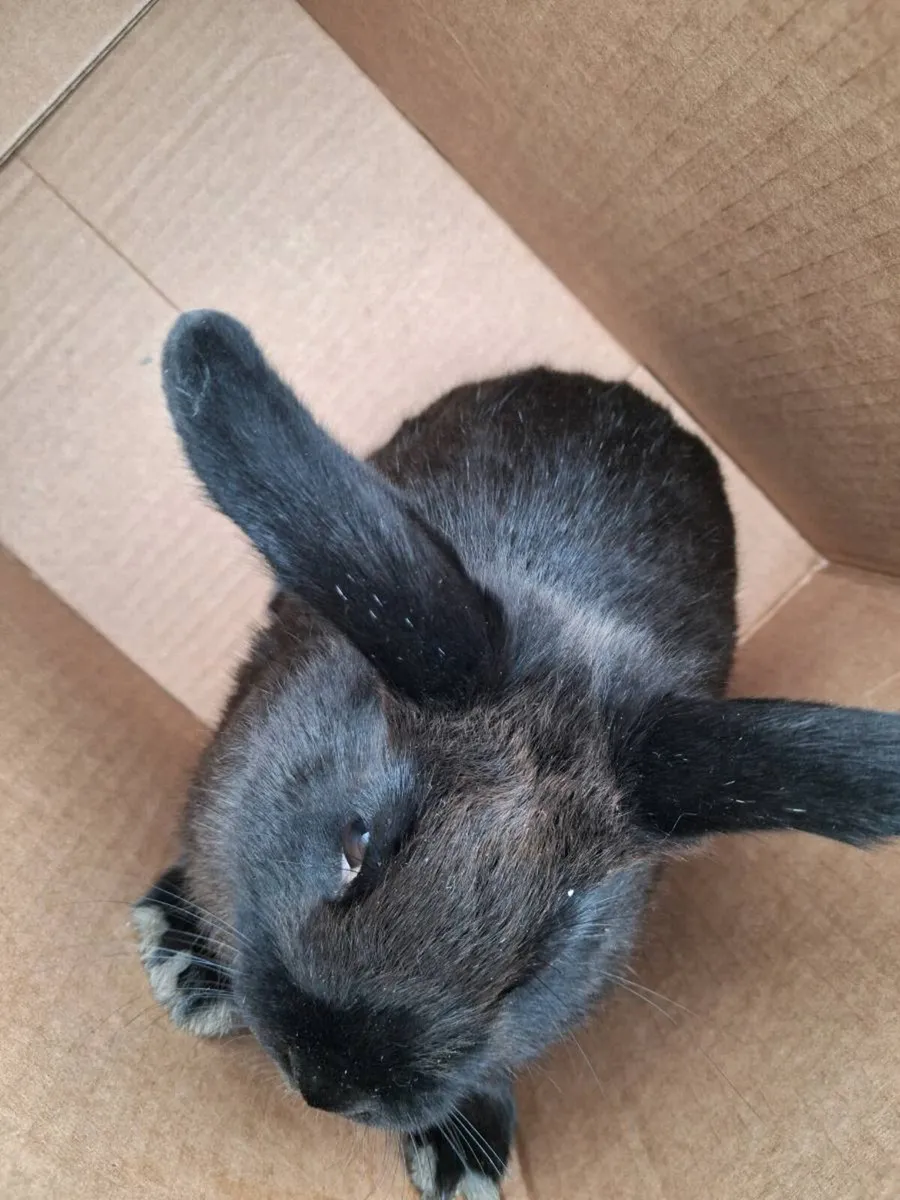 rabbit for sale Black 3 months old