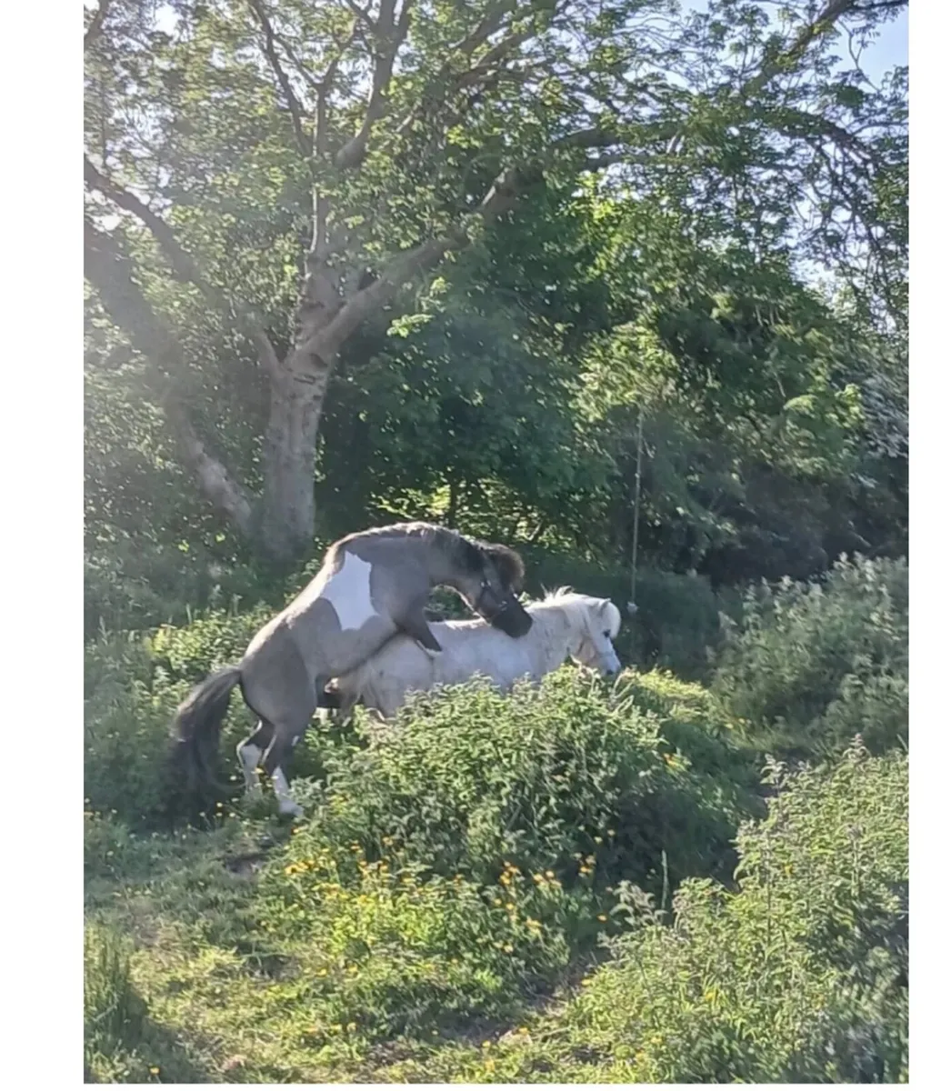 miniature stallion rare - Image 1