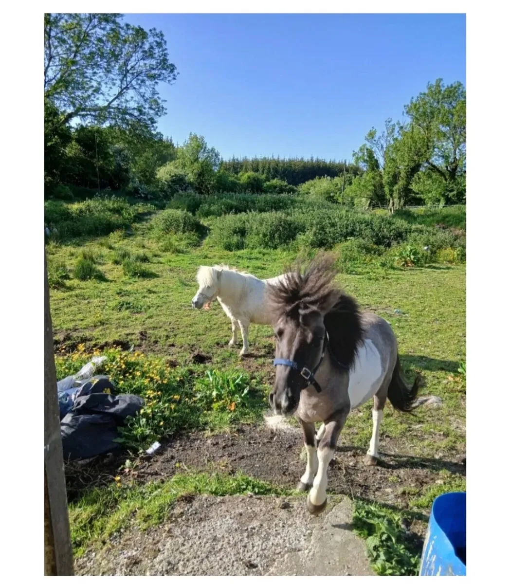 miniature stallion rare - Image 4