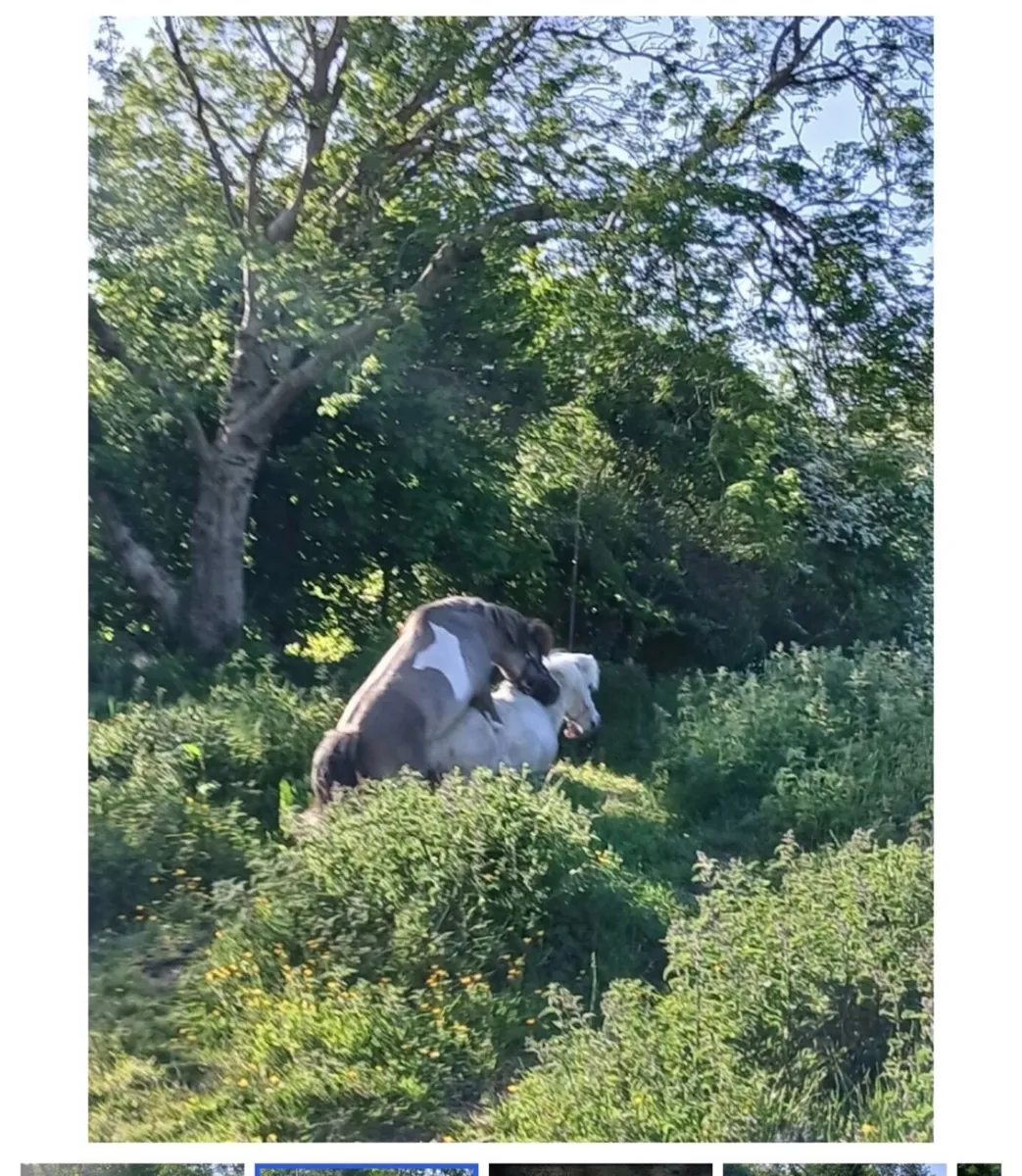 miniature stallion rare - Image 2