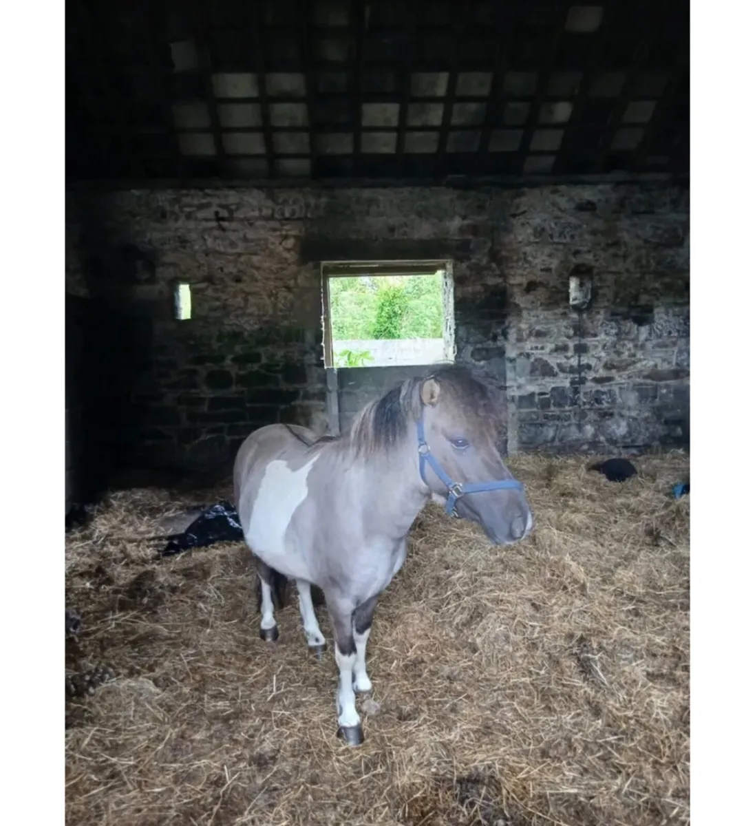 miniature stallion rare - Image 3