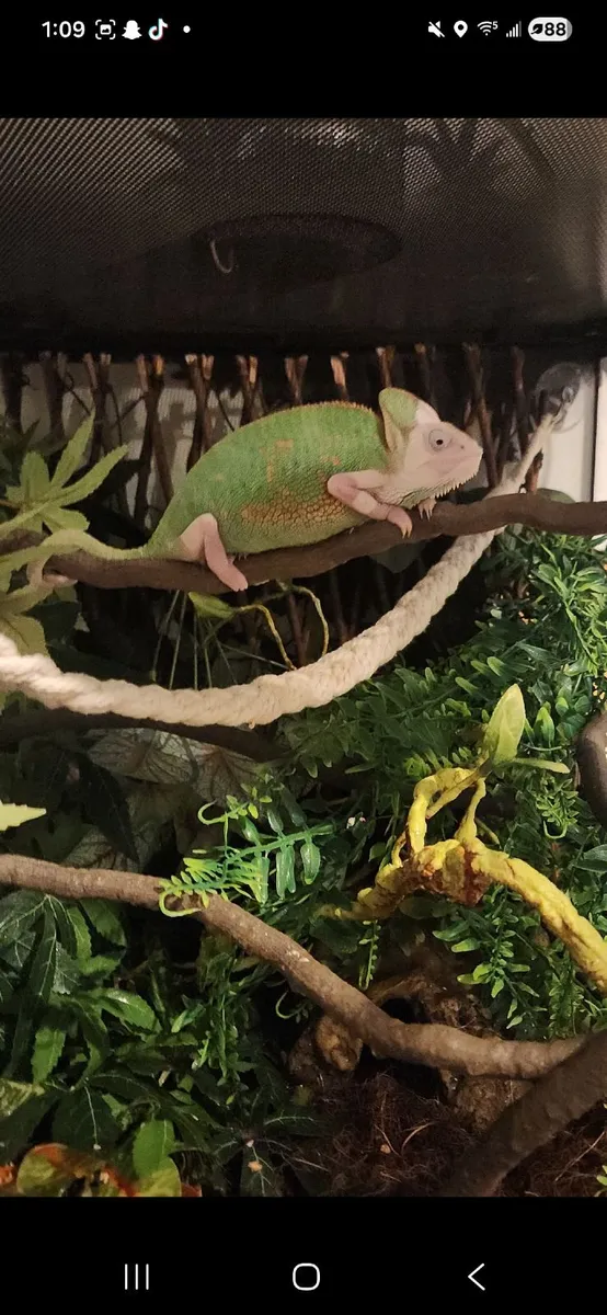 Piebald veiled Chameleon - Image 2