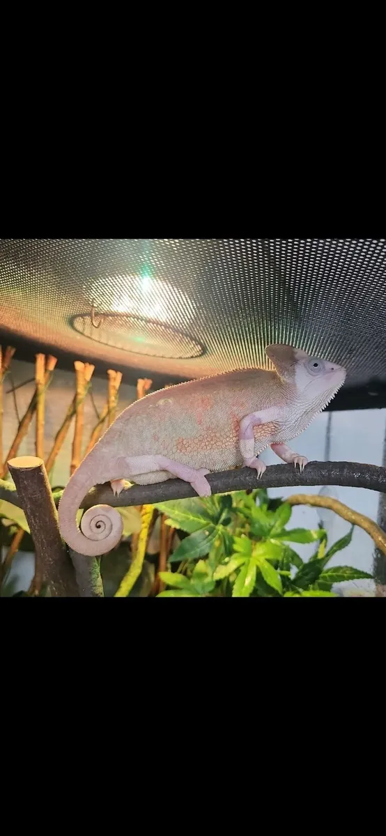 Piebald veiled Chameleon - Image 3