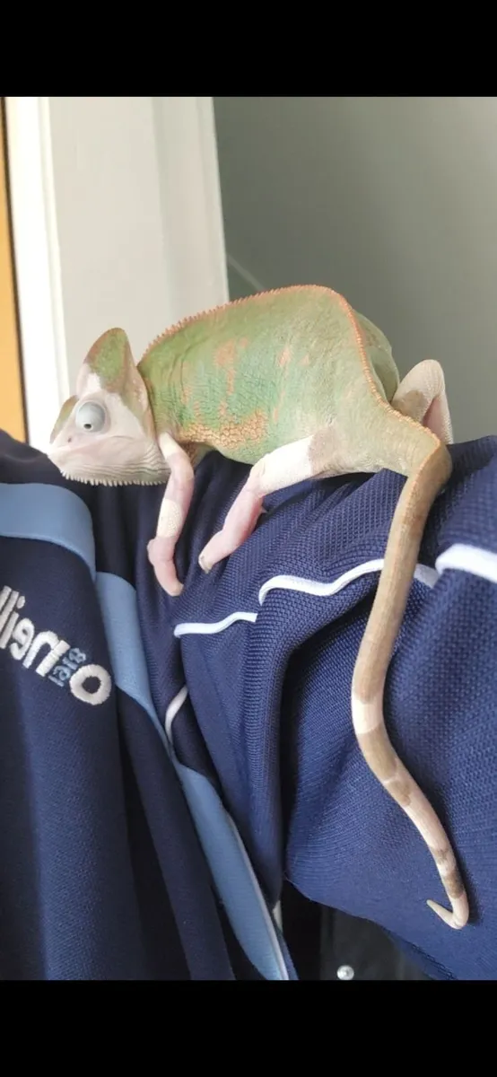 Piebald veiled Chameleon - Image 1